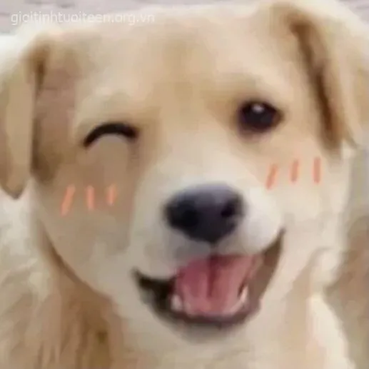 Khi boss bốn chân hóa idol cười: meme chó cười viral cực mạnh