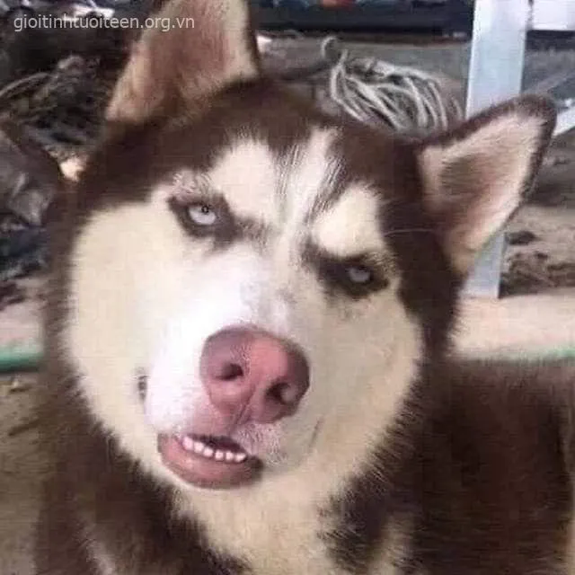 Meme chế chó mặt nghiêng biểu cảm phê pha
