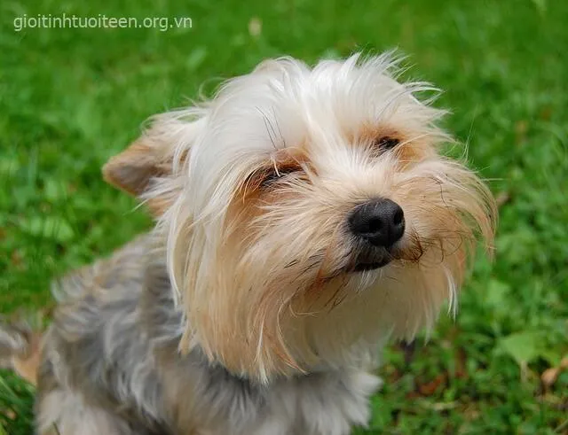 Ảnh meme vui chó Husky cười như người trưởng thành