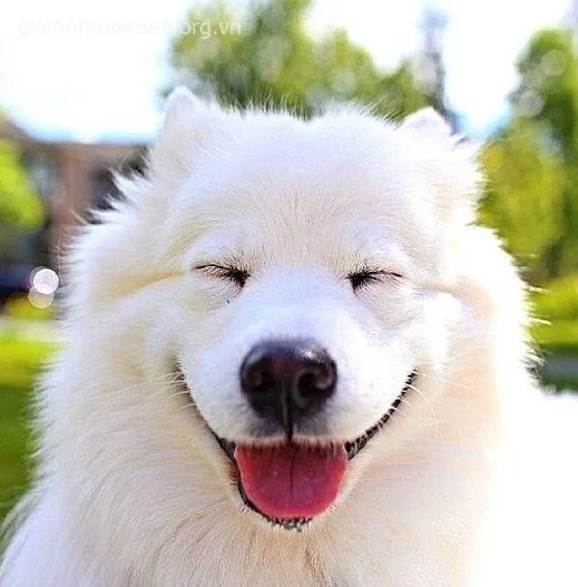 Meme hài thú cưng khiến bạn quên luôn stress