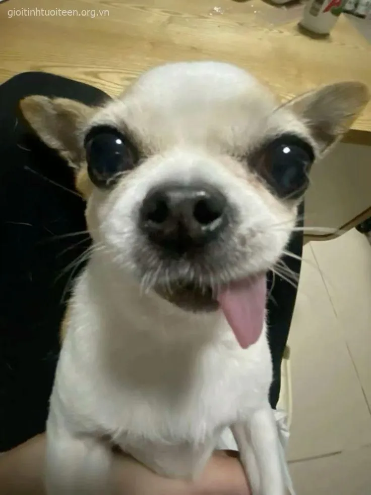 Meme chó cười toe như biểu tượng niềm vui mạng xã hội