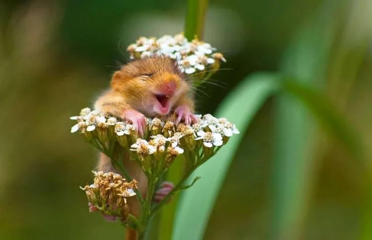 Bộ ảnh meme chuột cười khiến dân mạng “xỉu” vì độ ngộ nghĩnh