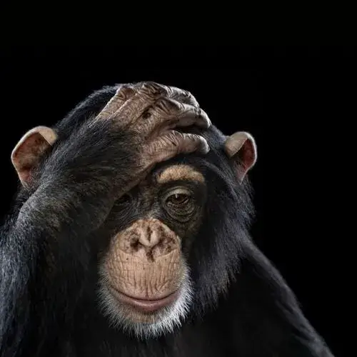 Khi khỉ cũng không tin nổi chuyện đang xảy ra với mình