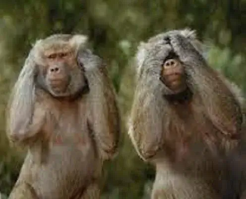 Hình chế meme vui biểu cảm khỉ thất thần cực buồn cười