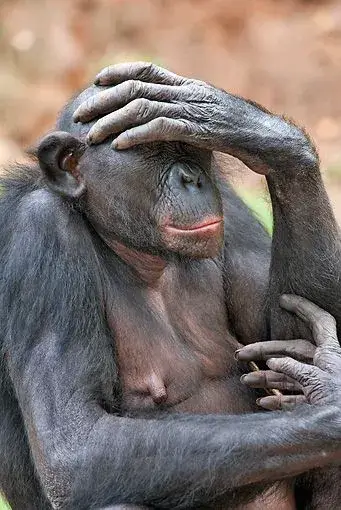 Cách dân mạng dùng khỉ ôm đầu để nói thay cảm xúc