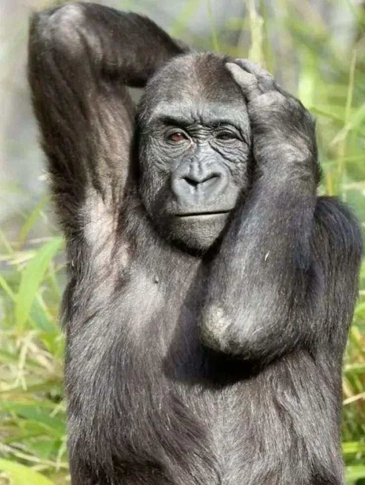 Khi chú khỉ nhỏ phản chiếu tâm trạng dân công sở