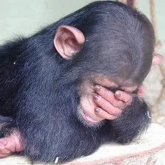 Tại sao meme khỉ ôm đầu lại khiến mạng xã hội bùng nổ