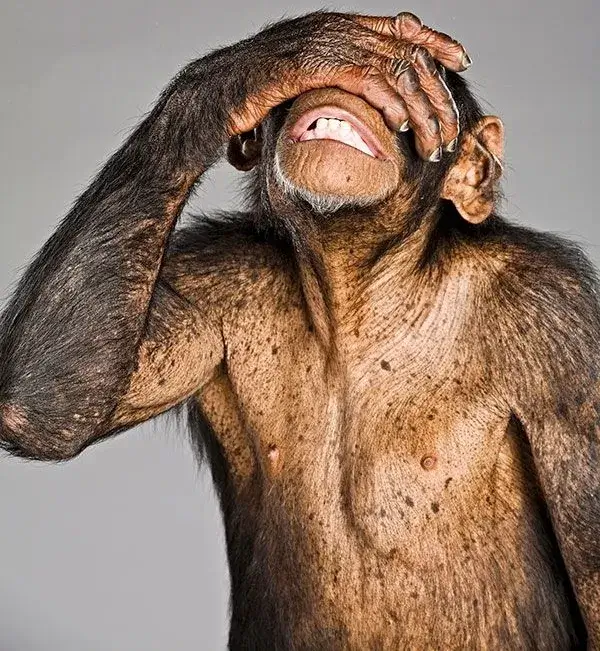 Hình ảnh chú khỉ sốc nặng, biểu tượng cho cảm giác “thôi xong”