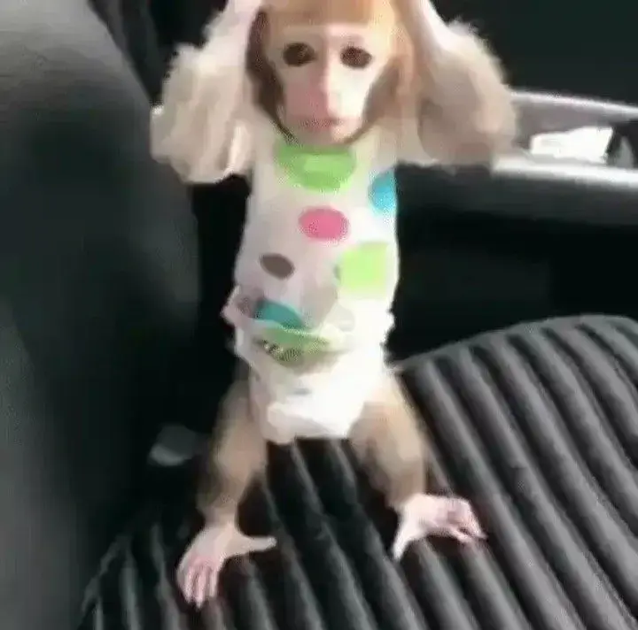 Meme khỉ ôm đầu thể hiện khoảnh khắc hoang mang cực độ