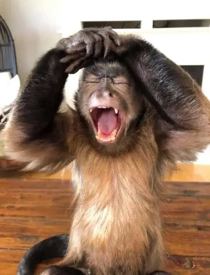 Từ một khoảnh khắc nhỏ thành meme triệu lượt chia sẻ