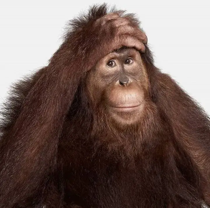 Biểu cảm hoang mang của chú khỉ khiến ai cũng bật cười