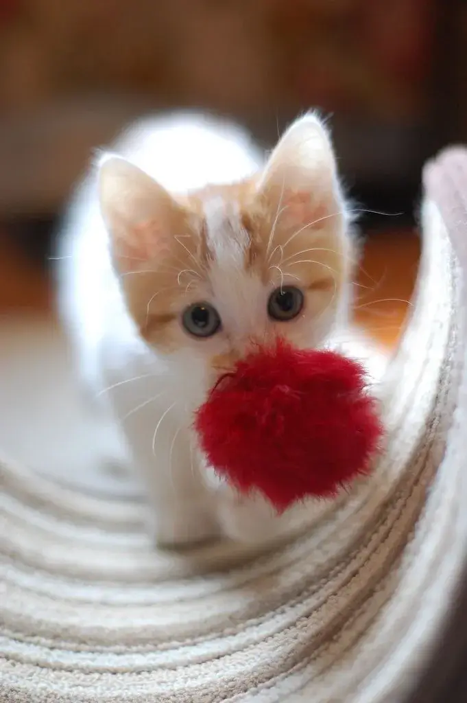 Meme mèo lém lỉnh, ôm hoa tinh nghịch dễ thương.