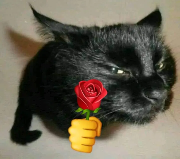 Ảnh mèo cưng xỉu, tặng hoa cùng biểu cảm bá đạo.