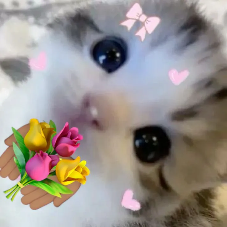 Hình chế chú mèo cosplay tặng quà cực mlem