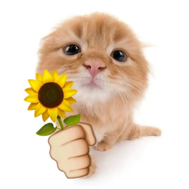 Meme vui mèo lan truyền khắp TikTok và Reddit