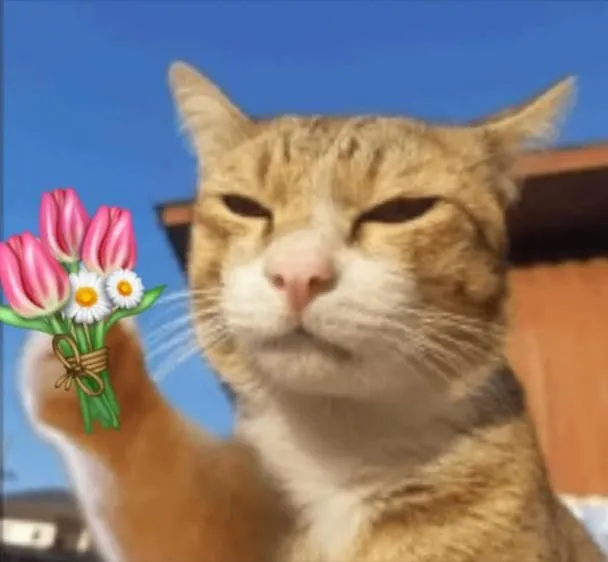 Meme hài mèo tặng hoa mang lại niềm vui nhẹ nhàng