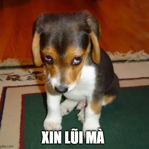 Ảnh chế lỗi lầm nhưng vẫn giữ sự đáng yêu tự nhiên