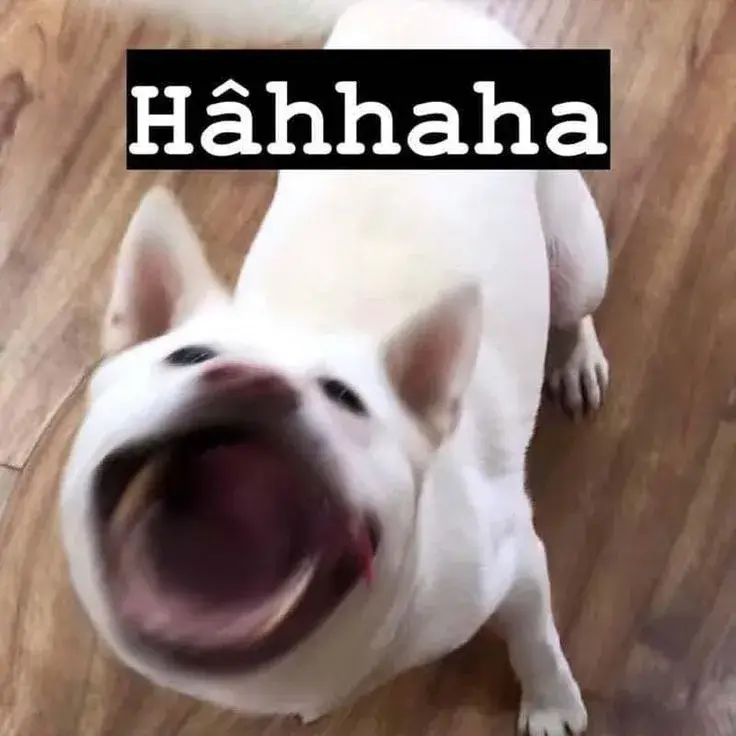 Hình chế meme cười bựa biểu cảm cực khó đỡ