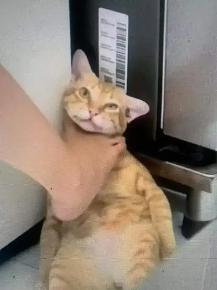 Meme cười bất lực khi nhìn đồng hồ 23h mà việc chưa xong.