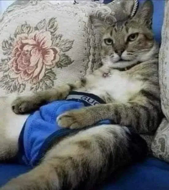 Hình meme cười gượng giữa cuộc họp kéo dài ba tiếng.