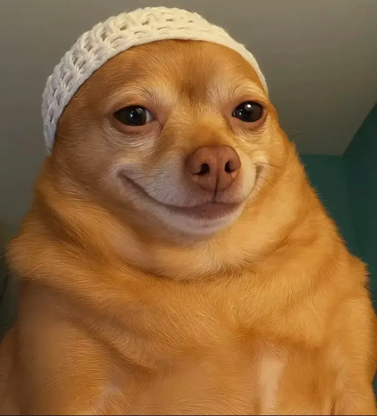 Biểu cảm chó cười gian xảo, gương mặt tinh quái.