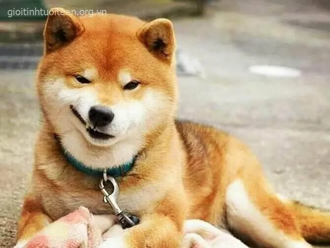 Meme chó Shiba cười đểu, ánh nhìn hiểm hóc.