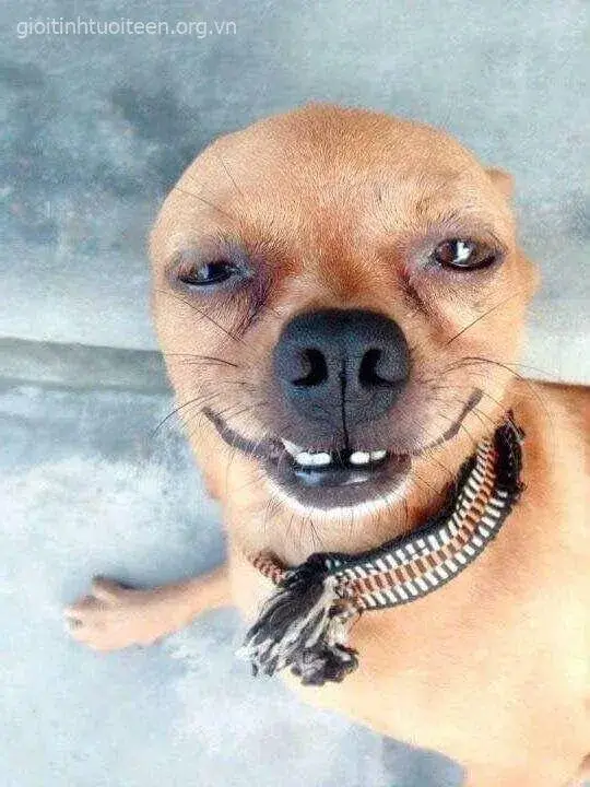 Ảnh vui kiểu cười gian tà của Squidward