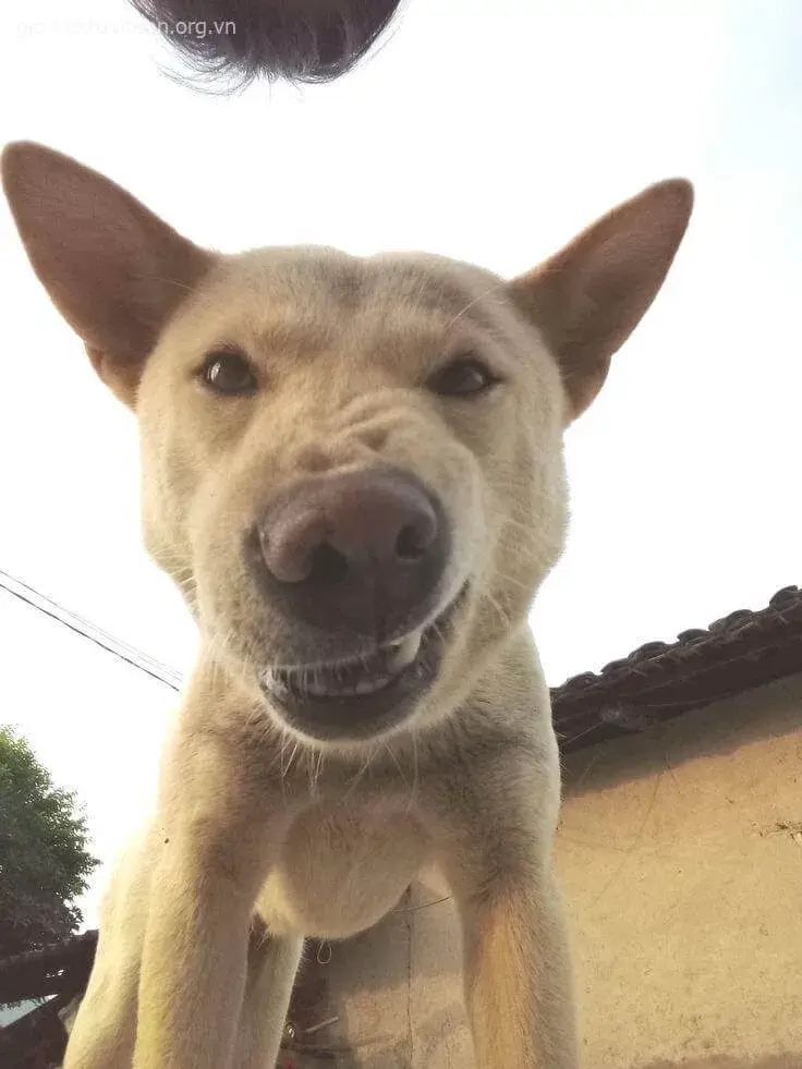 Hình chế meme ánh sáng đổ lệch tạo vẻ ma mị