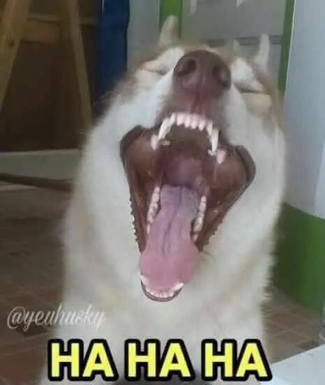 Ảnh chế biểu cảm khiến ai cũng khúc khích vui.