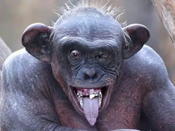 Ảnh vui meme cười nghiêng ngả tạo cảm giác gần gũi