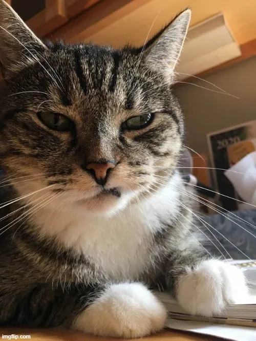 Ảnh troll mèo gương mặt châm biếm, cười khẽ mà cay