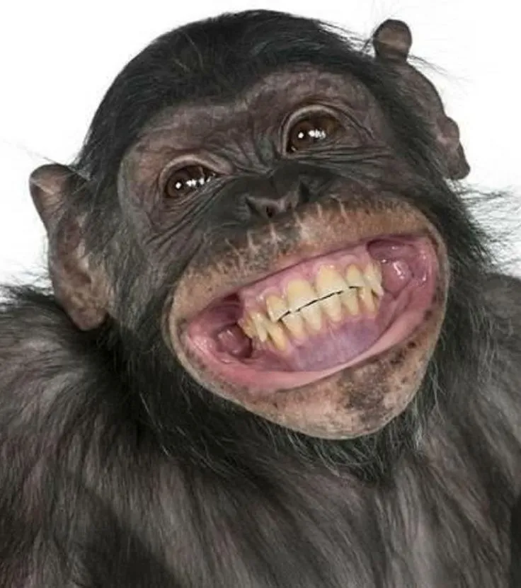 Biểu cảm cười nhe răng, nhìn thật tấu hài.