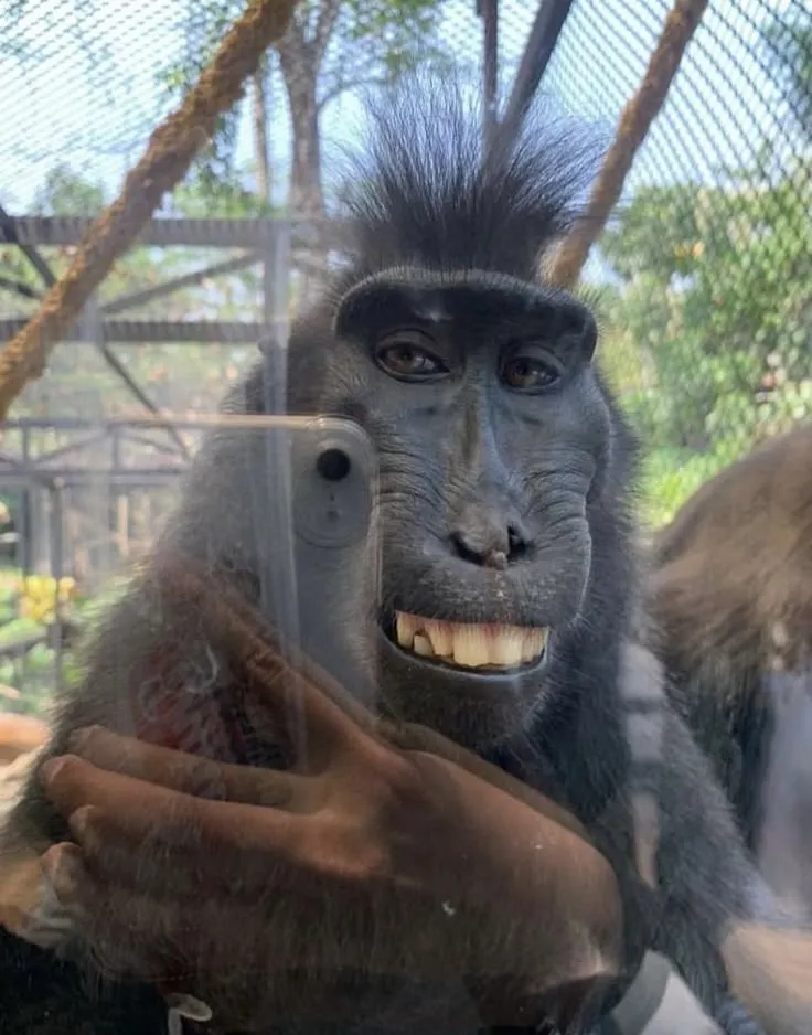 Ảnh chế meme tươi tắn như nắng đầu ngày