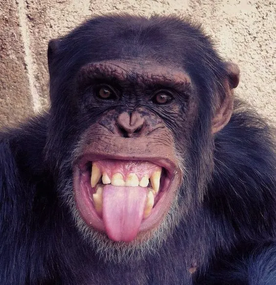 Hình chế meme khỉ vui mô tả nụ cười hết cỡ đáng yêu