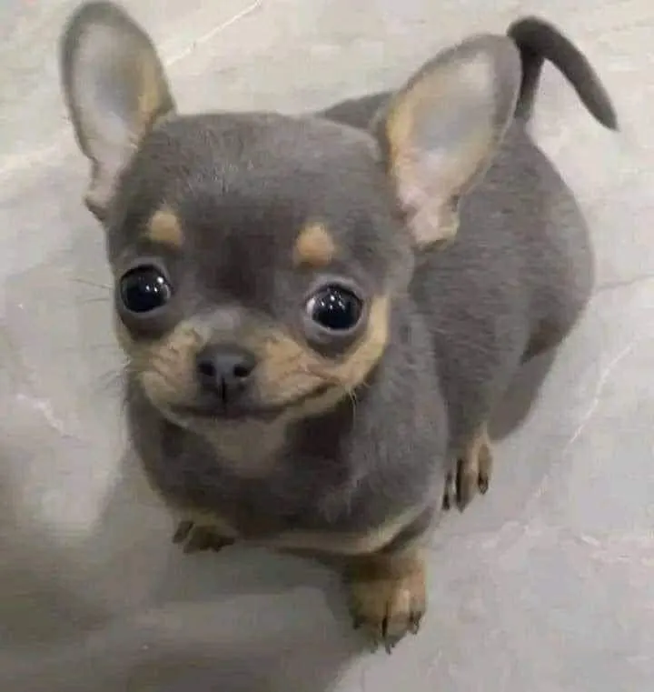 Meme chế biểu cảm phán xét nhẹ nhưng “đâm” cực sâu