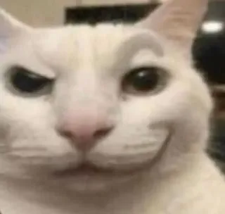 Meme chế mèo phản ứng kiểu “ờ hay quá ha” cực phổ biến