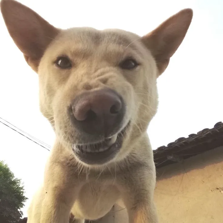 Ảnh vui biểu cảm khinh bỉ pha nét châm biếm tinh tế