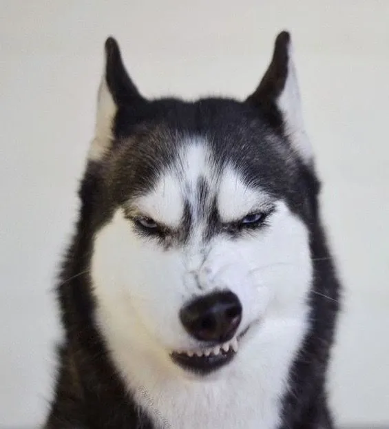 Hình meme vui ánh mắt lạnh và môi nhếch nhẹ mỉa mai