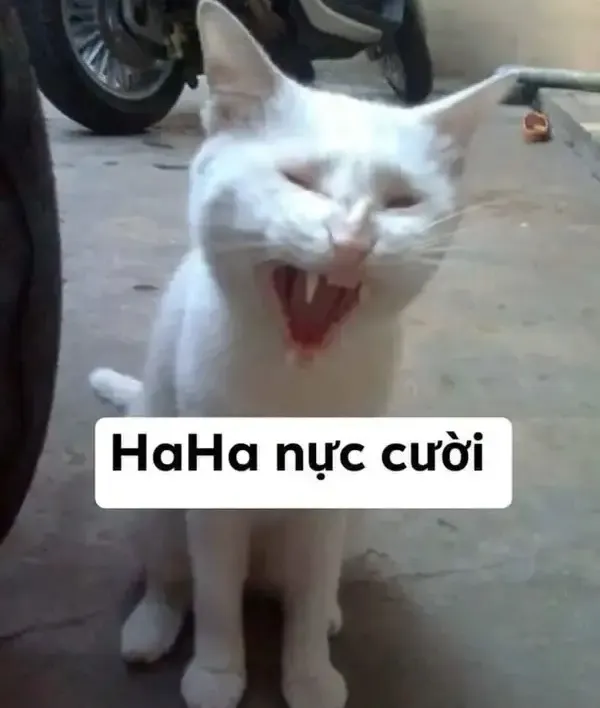 Hình troll cũ khiến bạn cười té ghế vì giống y hệt.