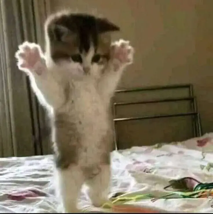 Bộ meme mèo ôm khiến dân mạng tan chảy vì quá ấm lòng