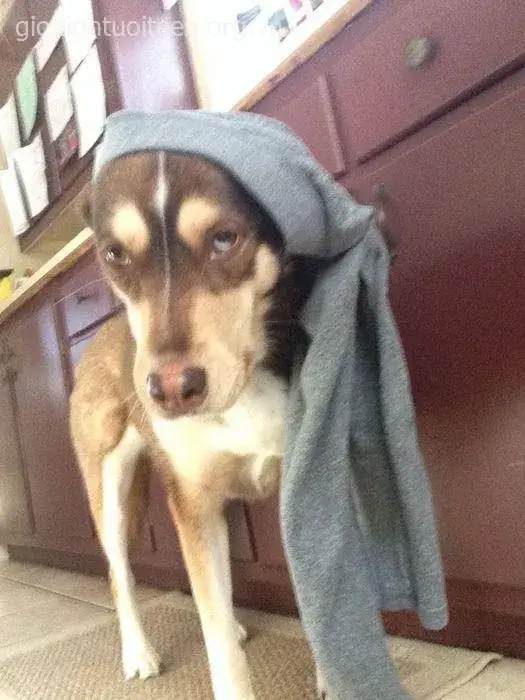 Ảnh troll quê độ lan truyền nhanh trên Facebook.