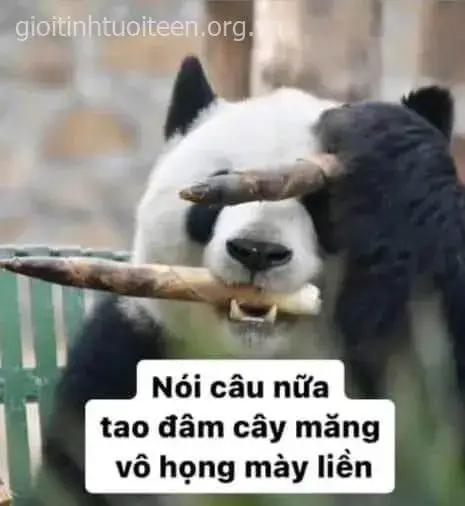 Meme gấu trúc khóc với vòng mắt đen đậm càng làm biểu cảm tuyệt vọng nổi bật.