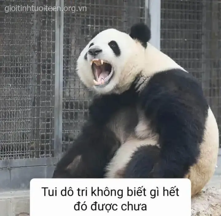 Meme gấu trúc khóc giữa khu rừng mưa tạo không gian trầm lắng đặc trưng.