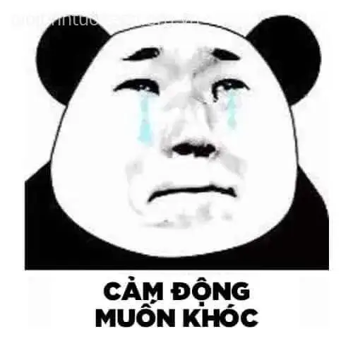 Meme gấu trúc khóc nổi bật với vẻ mặt rầu rĩ và nỗi buồn âm ỉ khó nói thành lời.