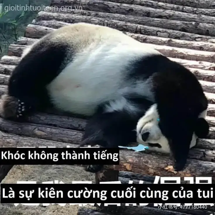 Meme gấu trúc khóc tựa thân tre, đôi mắt đỏ hoe như vừa trải qua đêm dài.