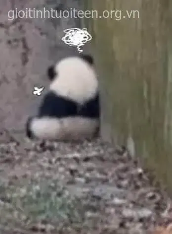 Ảnh chế nghẹn ngào thể hiện đôi tay giữ mặt và hơi thở run run của gấu trúc.