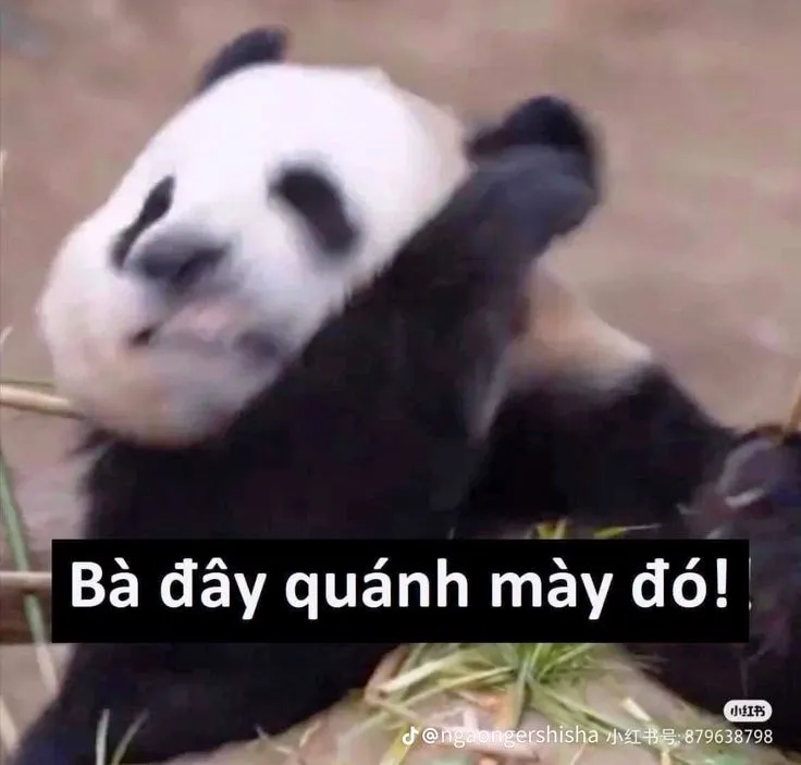 Gấu trúc giận dữ: Bà đây quánh mày đó