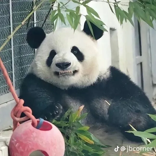 Meme gấu trúc bực mình, gương mặt căng thẳng tràn đầy cảm xúc.