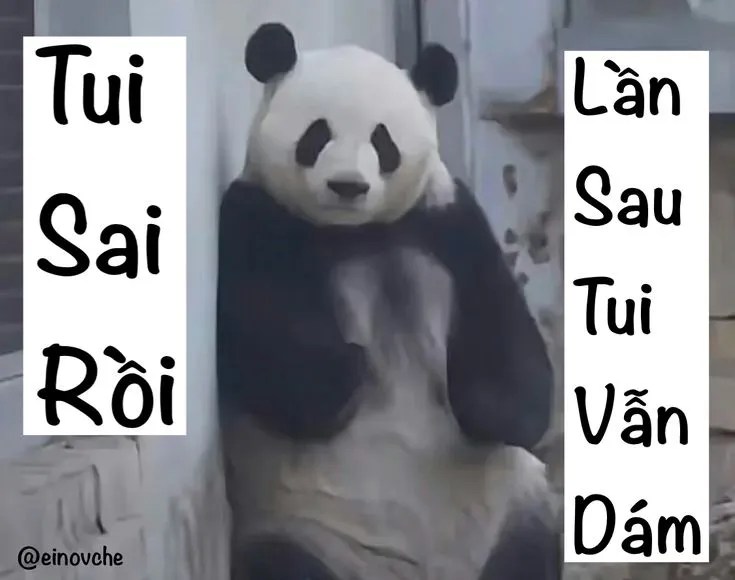 Tui sai rồi, lần sau tui vẫn dám