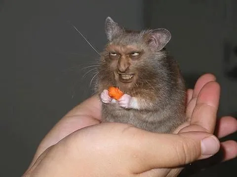 Meme hài khuôn mặt hiểm hóc mà dễ thương